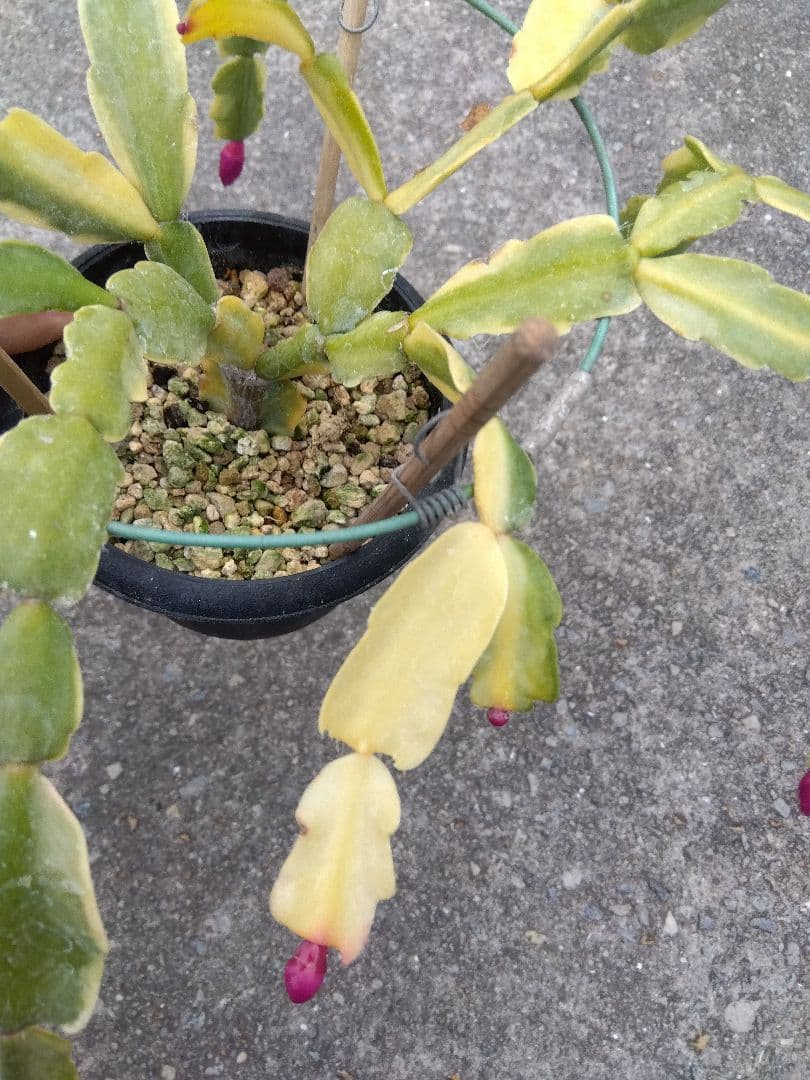 ringo_ao　シャコバサボテン斑入り　4号鉢つき