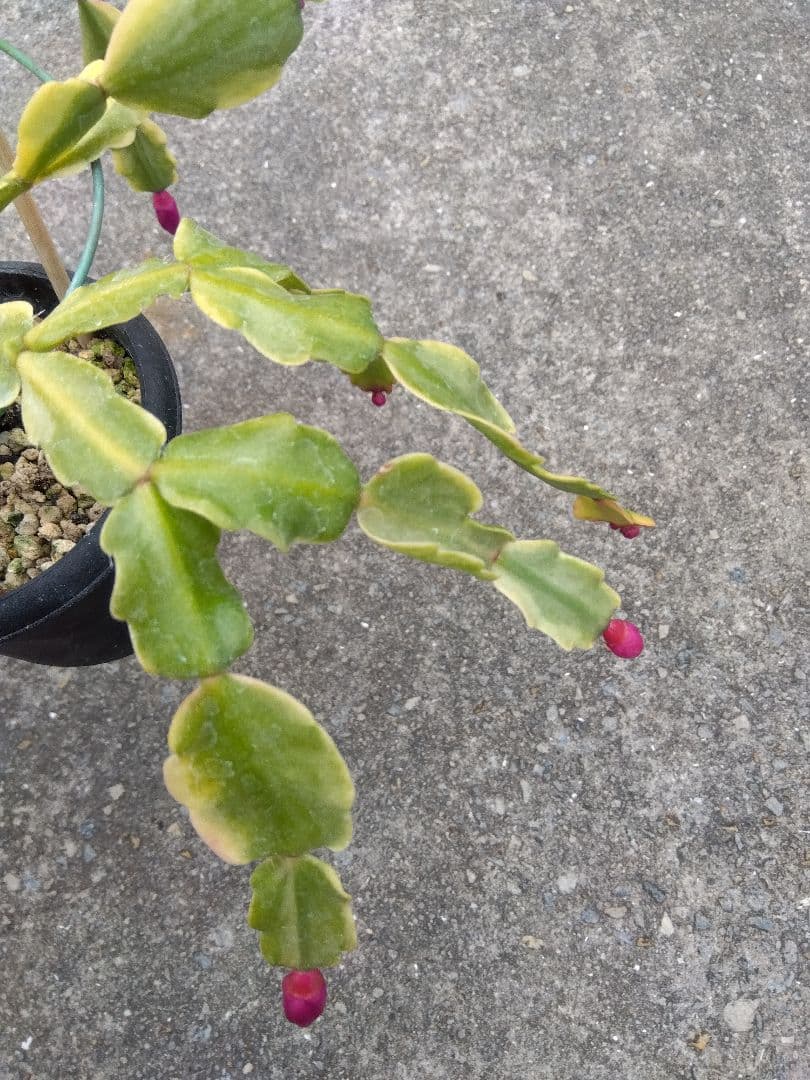 ringo_ao　シャコバサボテン斑入り　4号鉢つき