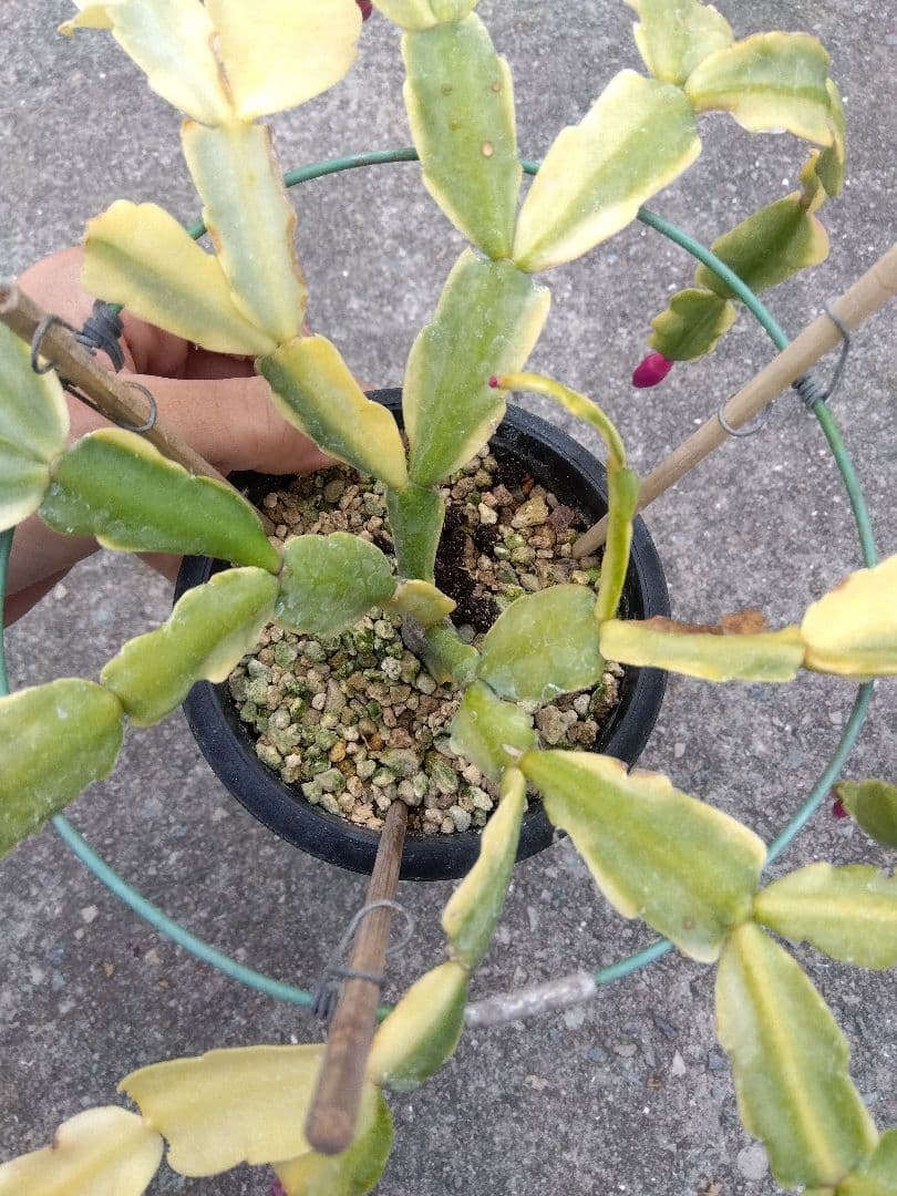 ringo_ao　シャコバサボテン斑入り　4号鉢つき