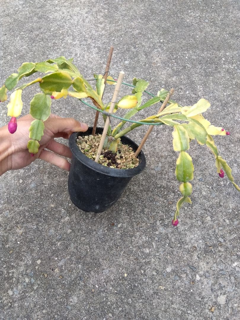 ringo_ao　シャコバサボテン斑入り　4号鉢つき