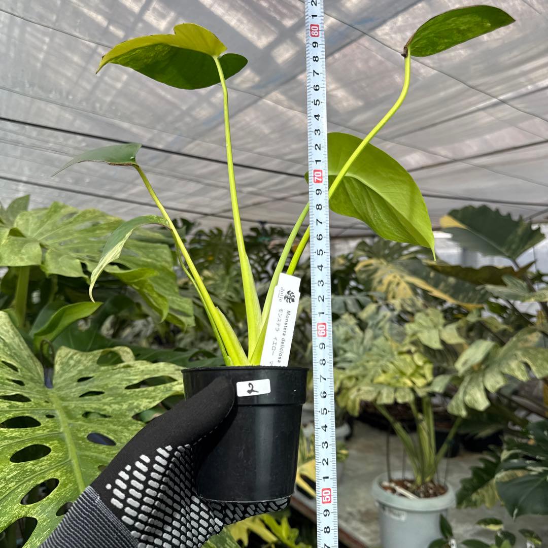 2 モンステラ　デリシオーサ　イエローマリリン　黄斑入り