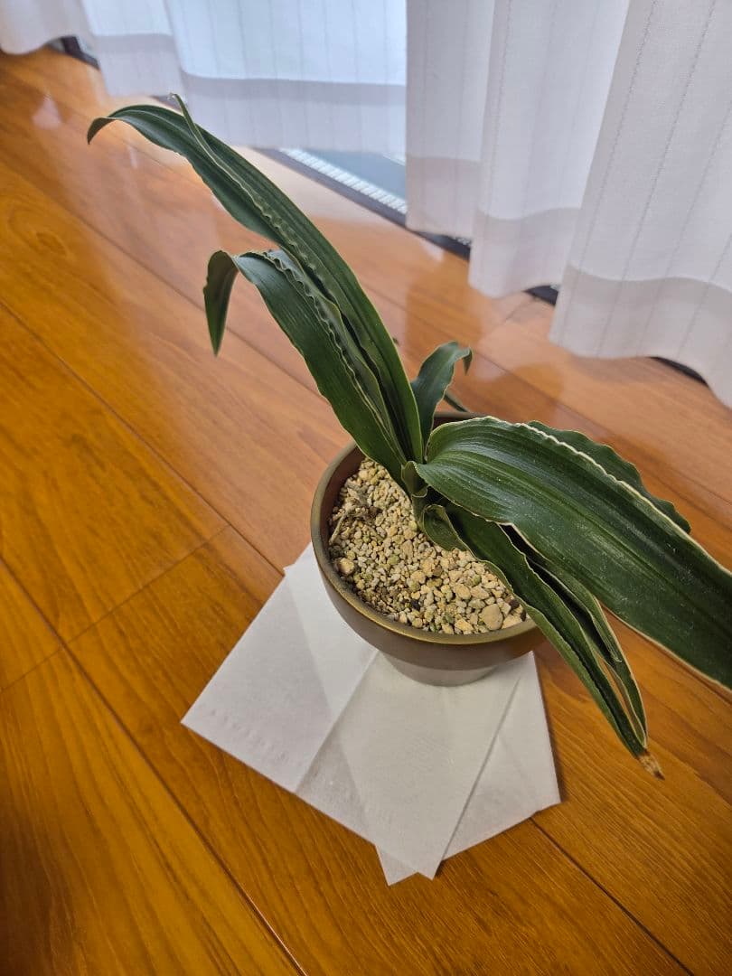 観葉植物 　万年青　約30cm