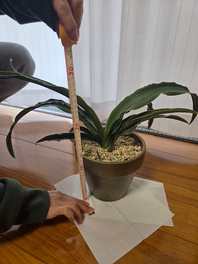 観葉植物 　万年青　約30cm