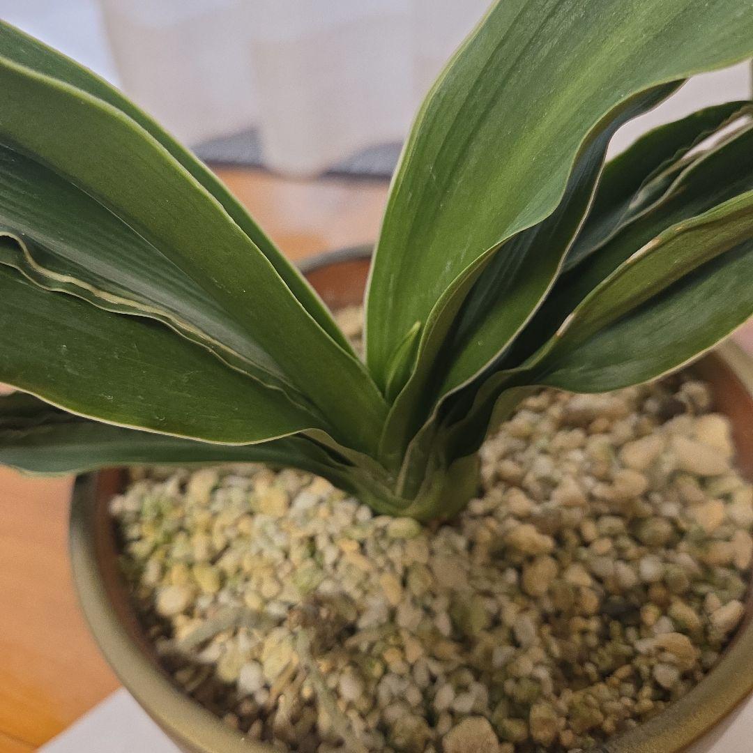 観葉植物 　万年青　約30cm