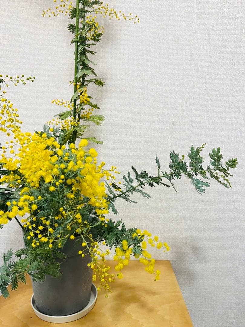 花付き　アカシア　ミモザ　苗　B