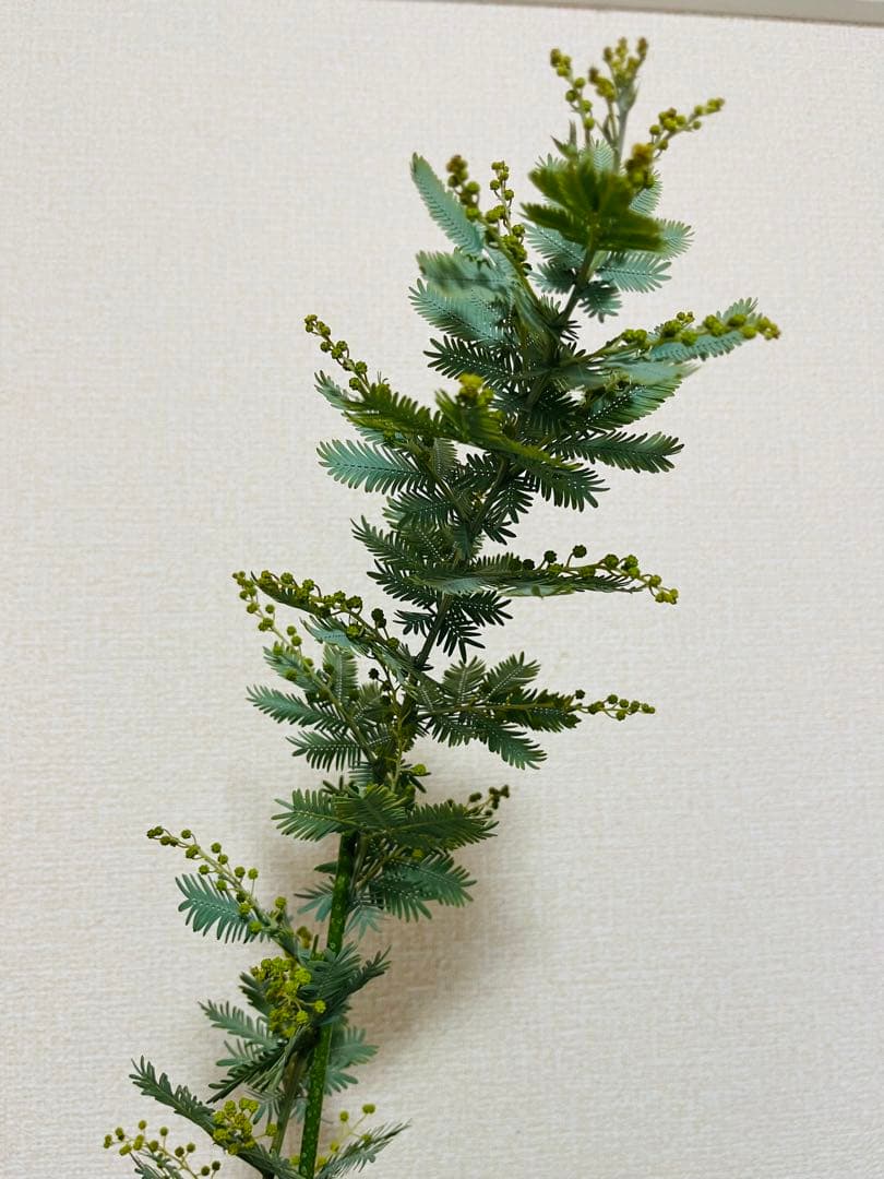 花付き　アカシア　ミモザ　苗　B