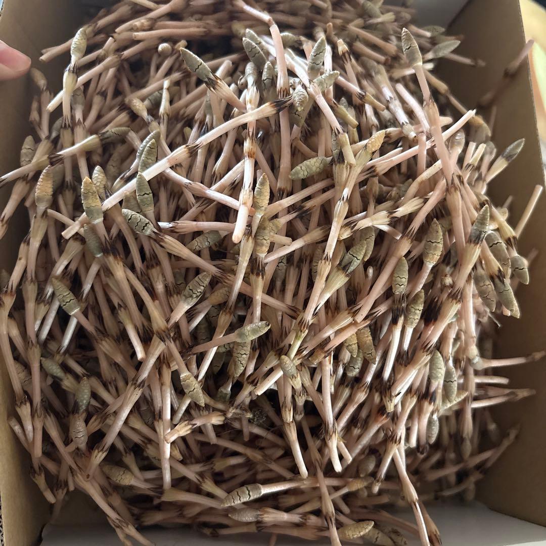 gお知らせください★ 希望の量を♪ つくし