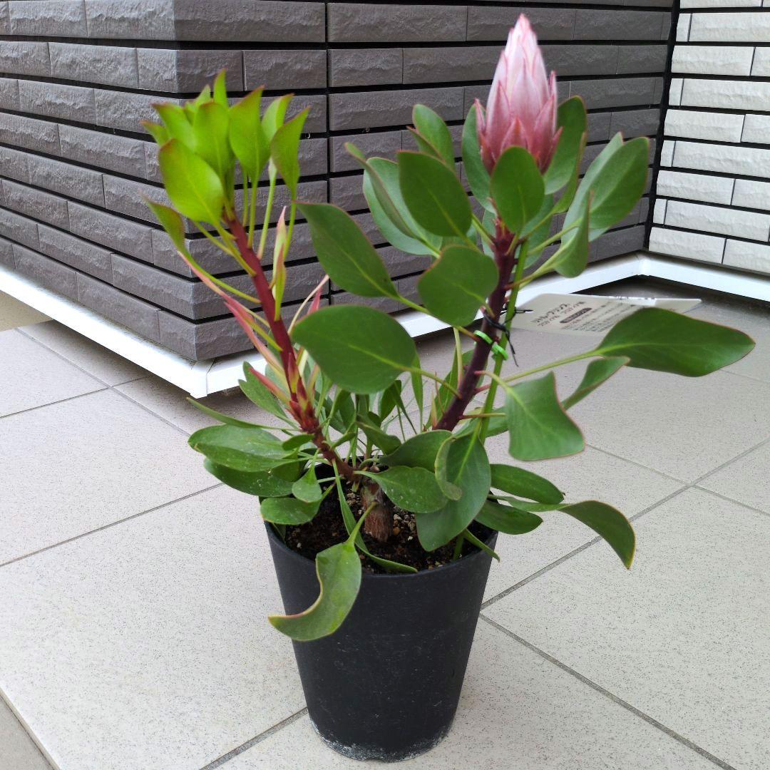 花苗 キングプロテア リトルプリンス　５号鉢植え 花芽付き　Ｂ