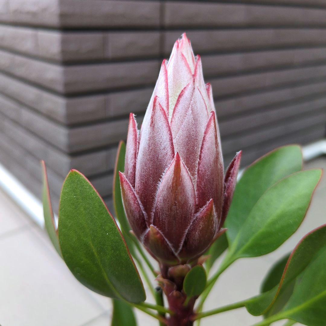 花苗 キングプロテア リトルプリンス　５号鉢植え 花芽付き　Ｂ