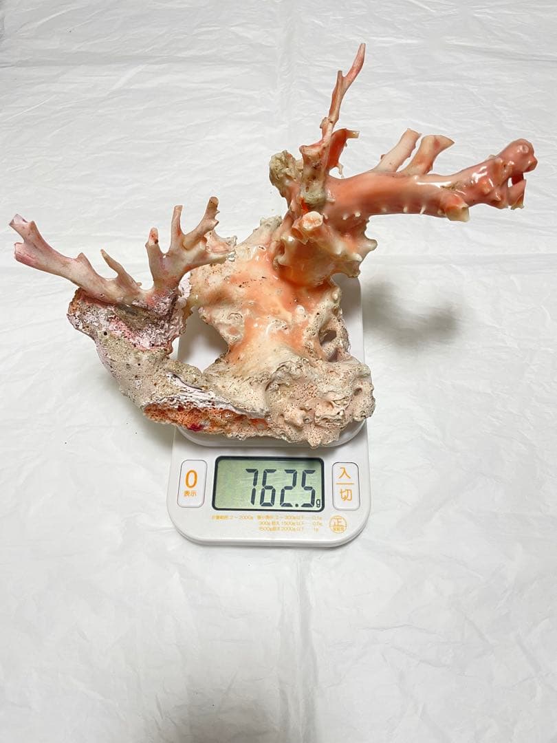 天然ピンク珊瑚 ,白珊瑚,本珊瑚原木の置物