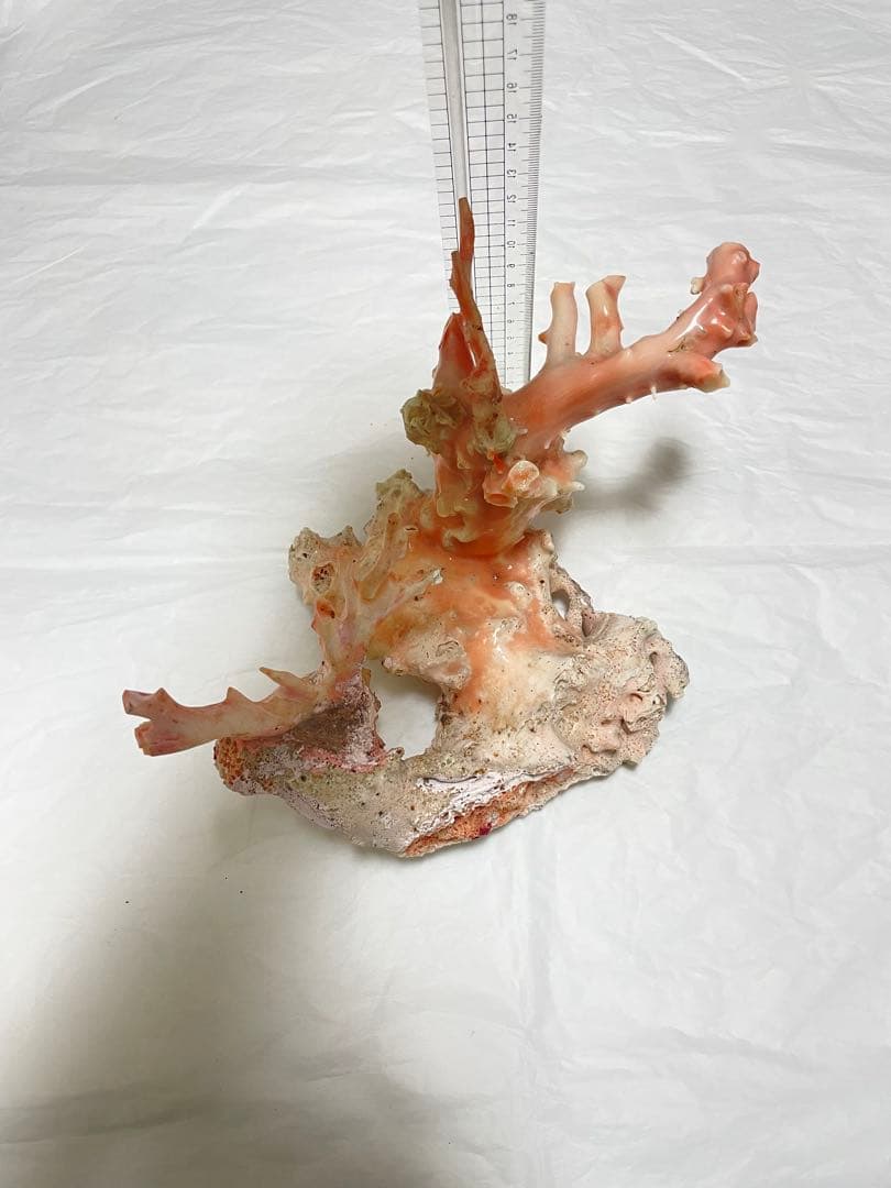 天然ピンク珊瑚 ,白珊瑚,本珊瑚原木の置物