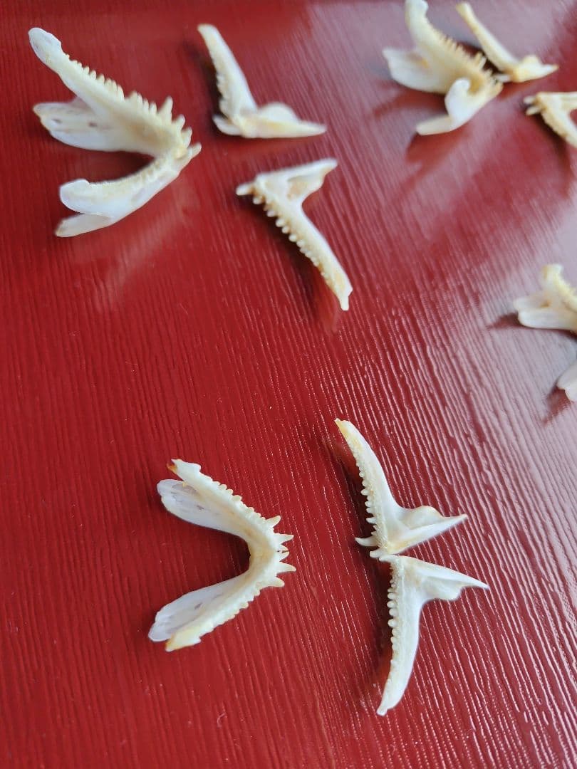 鯛歯骨③　タイ　5匹　標本　ハンドメイド　金継ぎ　不思議　天然鯛　顎骨