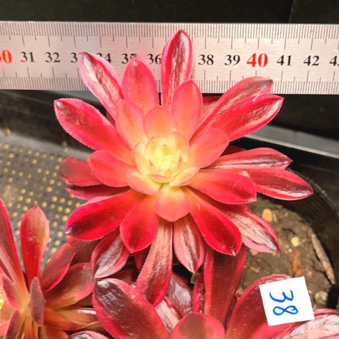38#多肉植物❤️アエオニウム錦❤️ウエディングドレス❤️4大頭3小頭28cm拔き苗