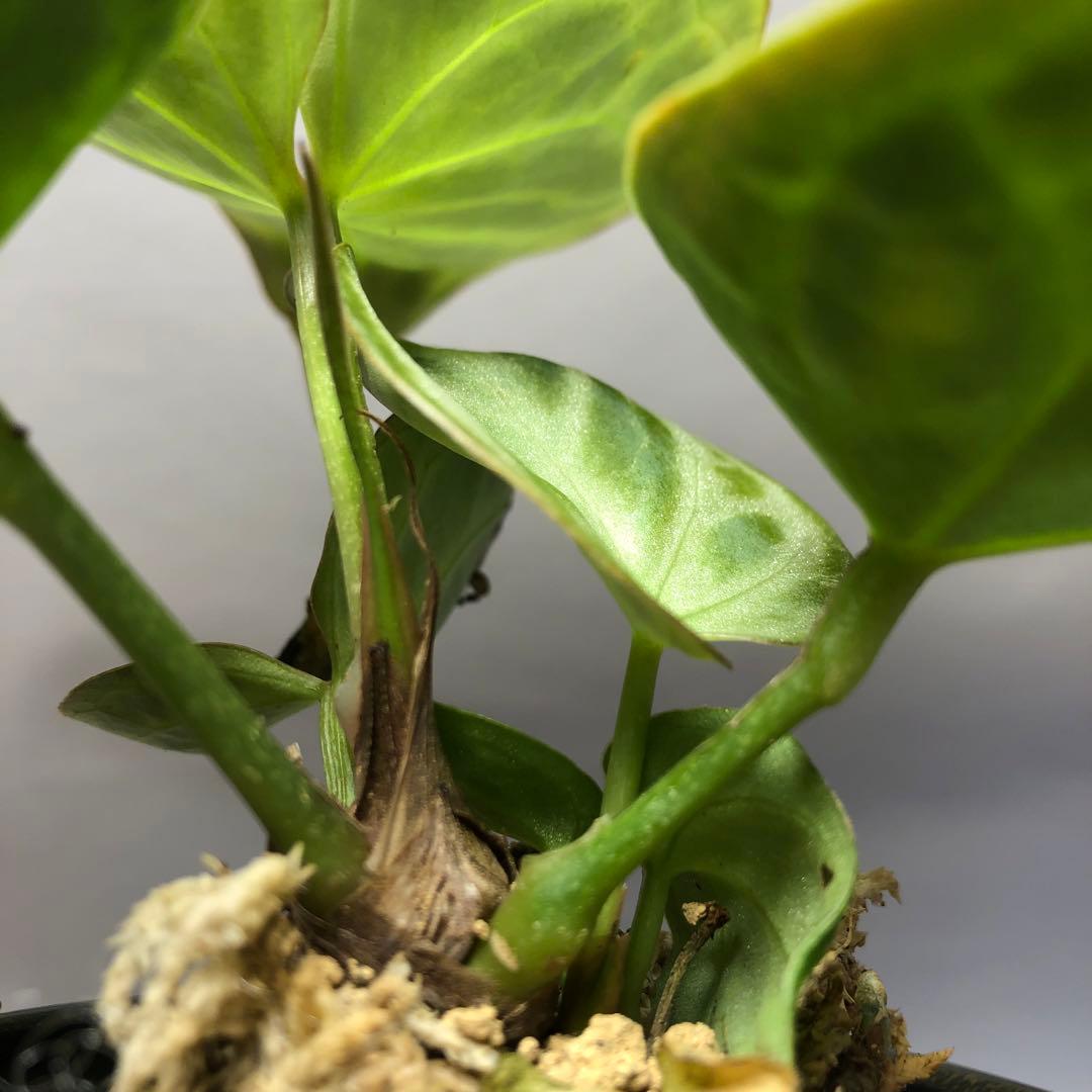 MS559 9株セットアンスリウム ドラヤキ