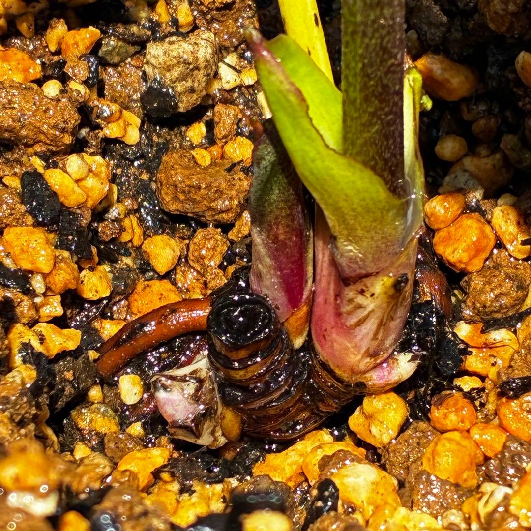 3797⭐️ヒデコート交配⭐️ミスト⭐️糸ピコ⭐️大木ナーセリー⭐️