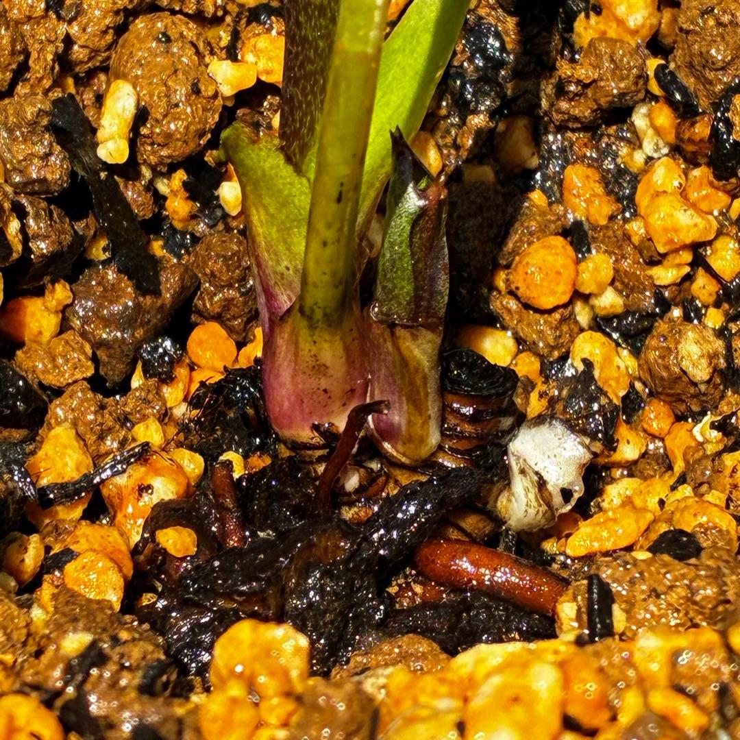 3797⭐️ヒデコート交配⭐️ミスト⭐️糸ピコ⭐️大木ナーセリー⭐️