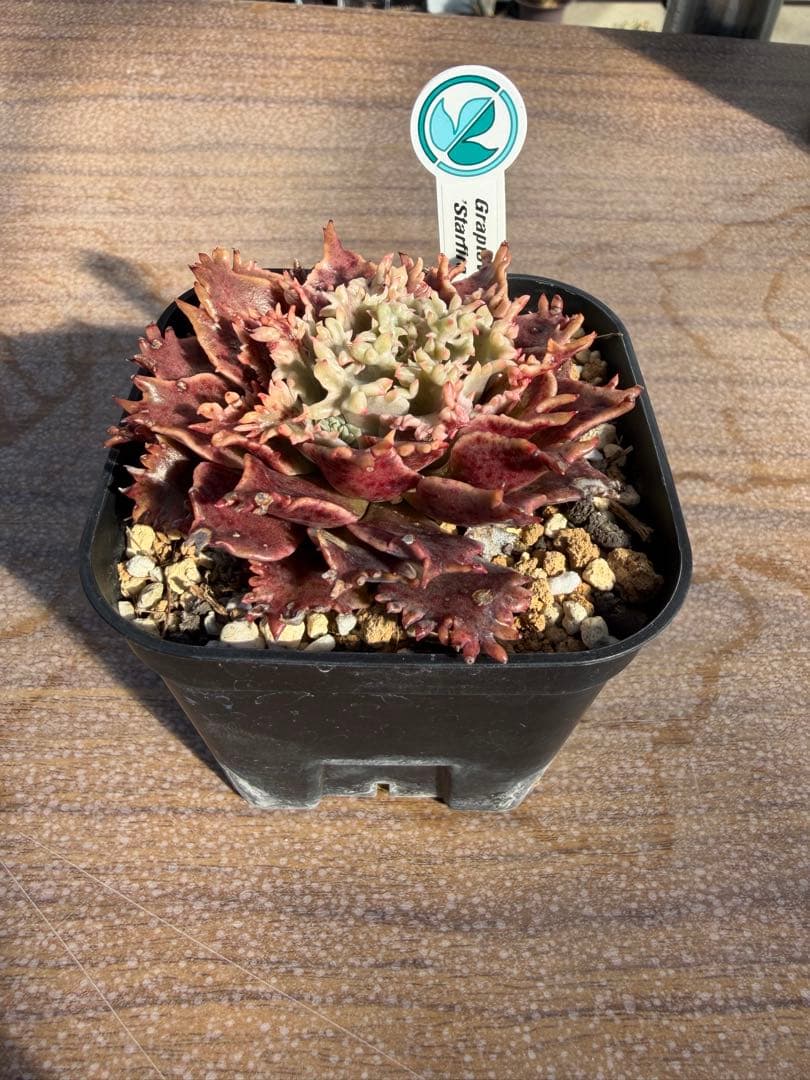 スターファイアー