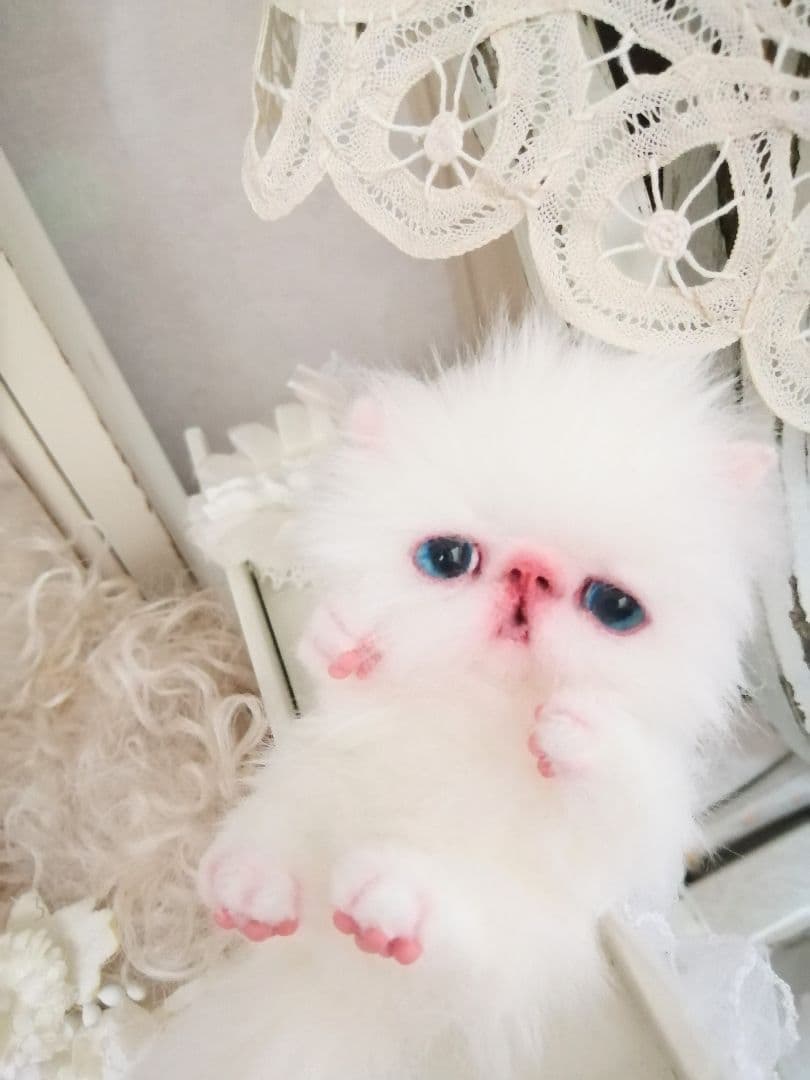 ミニミニ子猫ちゃん♡エキゾチック♡アートドール♡ぬいぐるみ♡