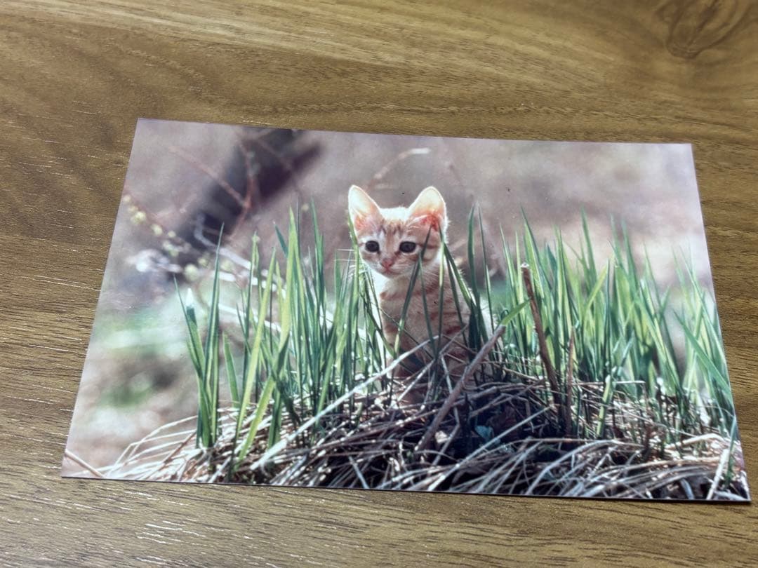 【超レア！！】子猫物語 チャトラン　ぬいぐるみ＆ブロマイドセット　昭和レトロ