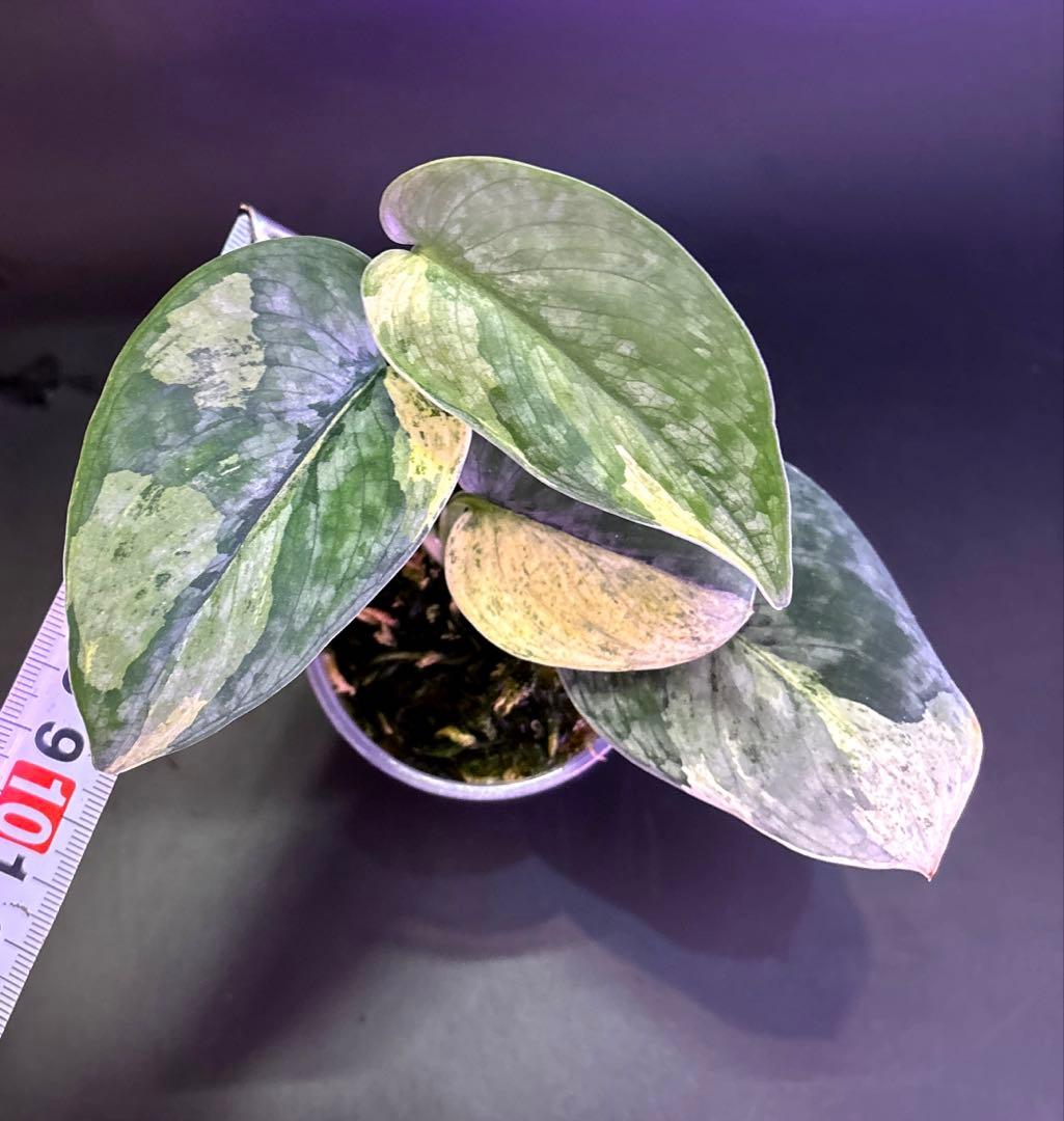 スキンダプサス5点セットF1