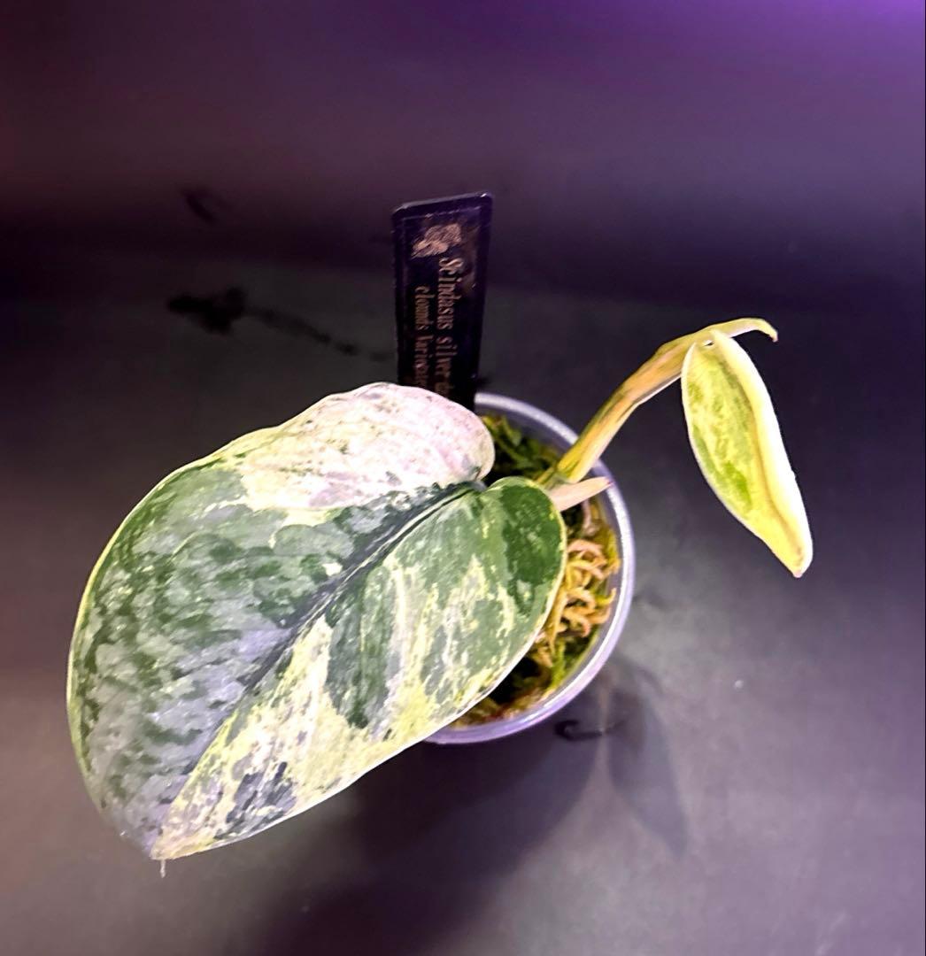 スキンダプサス5点セットF1