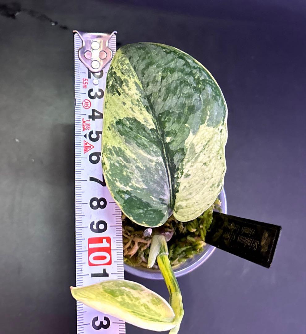 スキンダプサス5点セットF1