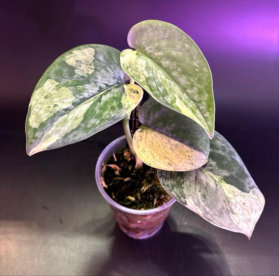 スキンダプサス5点セットF1