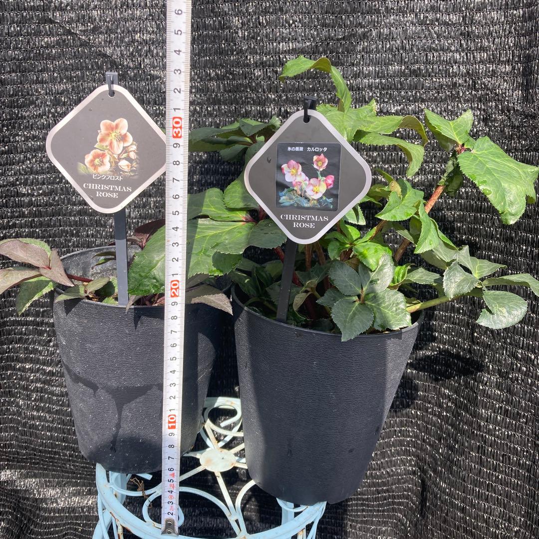 ②*ஐ2種セット*:ஐ氷の薔薇・クリスマスローズ・苗【ピンクフロスト・カルロッタ