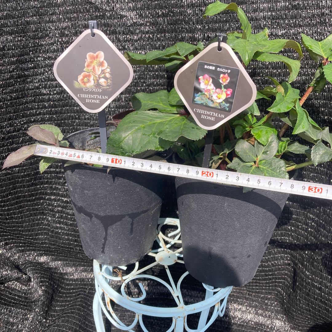 ②*ஐ2種セット*:ஐ氷の薔薇・クリスマスローズ・苗【ピンクフロスト・カルロッタ