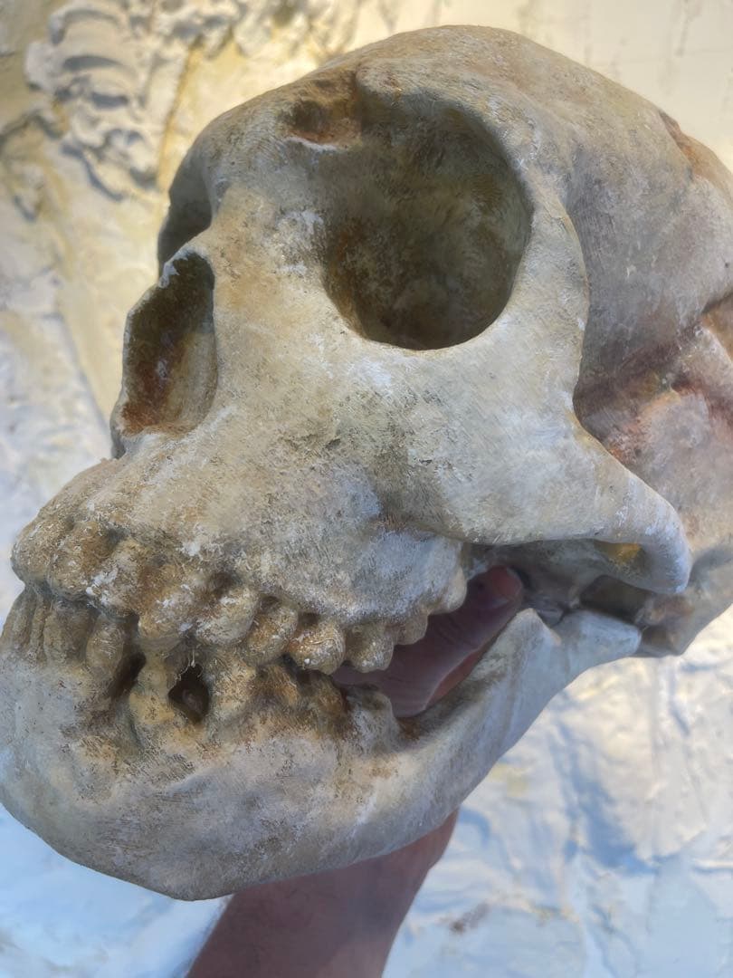 ネアンデルタール人の頭蓋骨、レプリカ。
