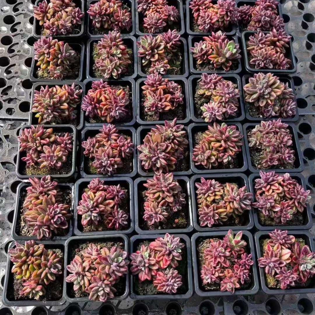 Top【選抜株】多肉植物　18289リトルレッドエッグ　10個　鉢無し/脱土
