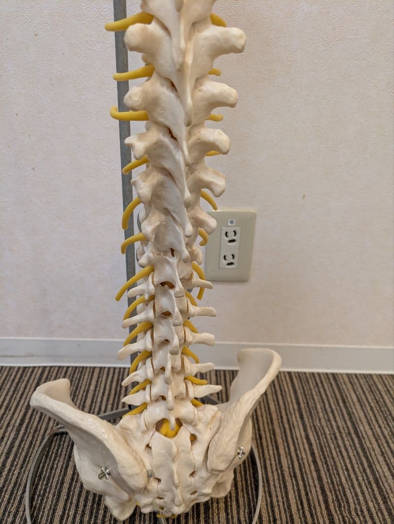 SOMSO(ソムソ)社製　脊柱模型 ドイツ製
