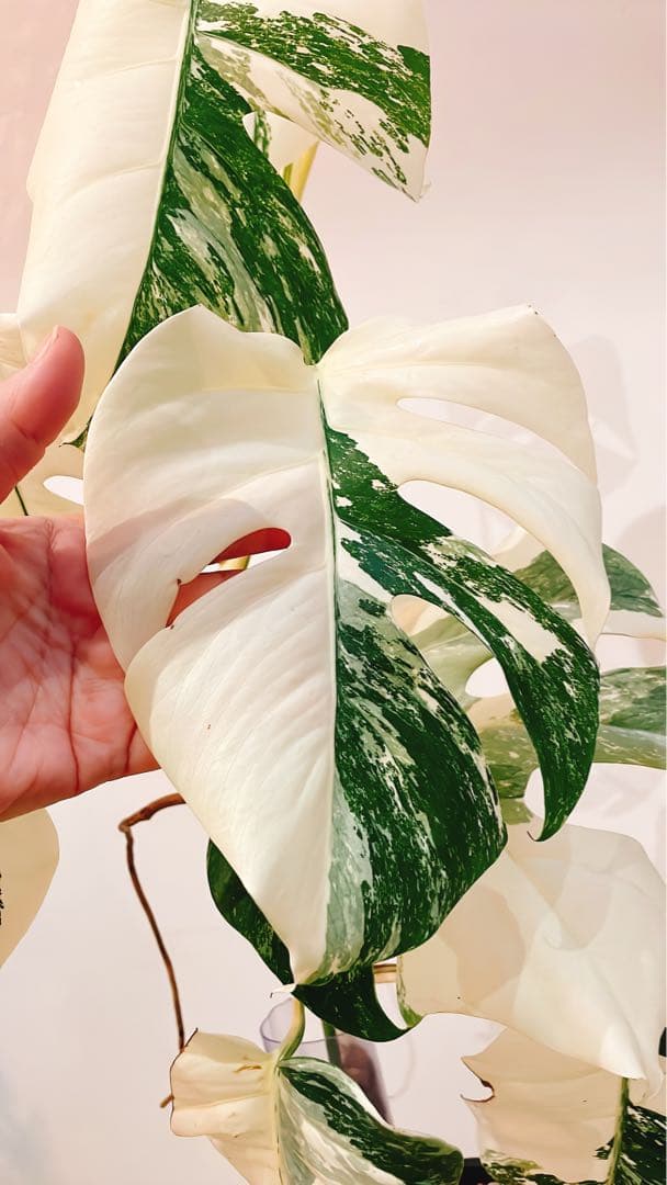 最終掲載！斑入りモンステラ　ホワイトタイガー