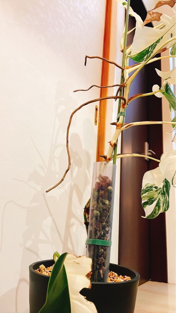 最終掲載！斑入りモンステラ　ホワイトタイガー