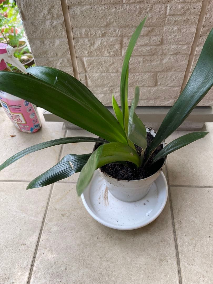 君子蘭　多年生　　苗
