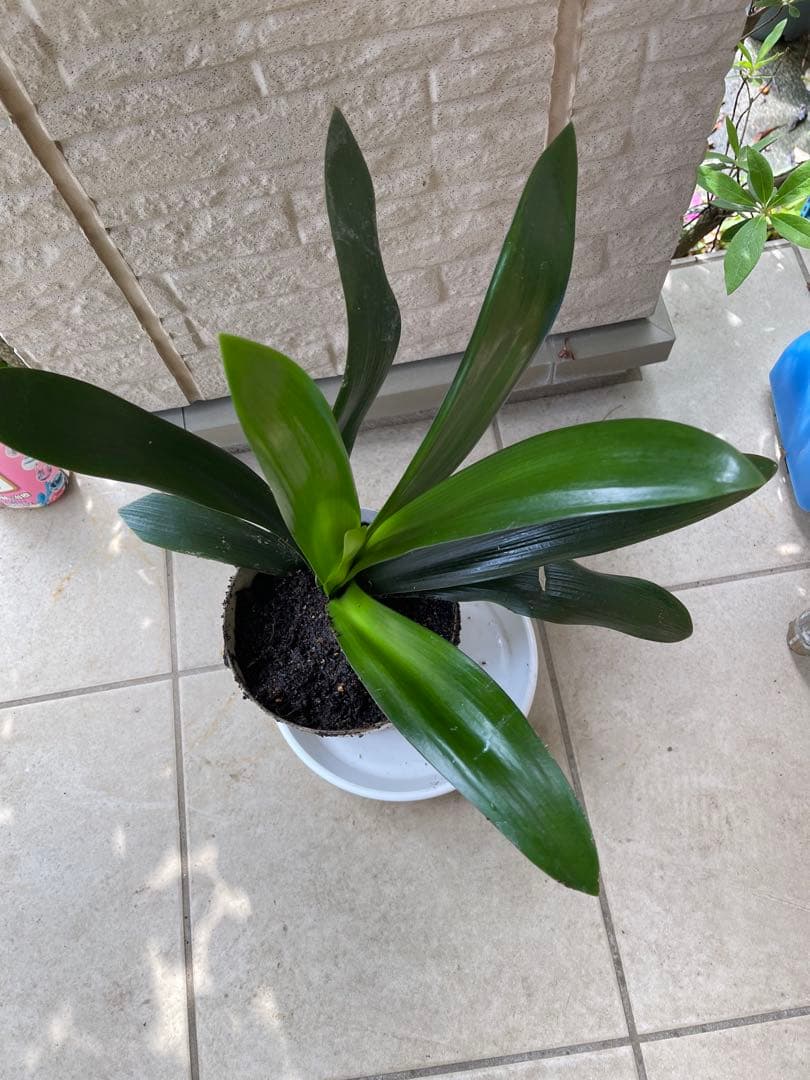 君子蘭　多年生　　苗