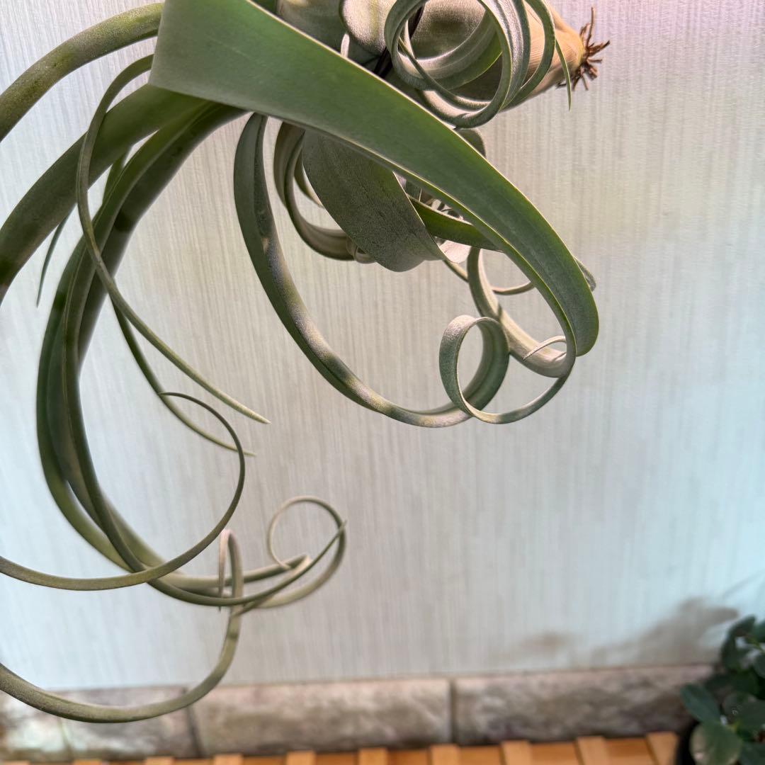 【大株55cm・良形】チランジア カーリースリム ボリューム株 根あり