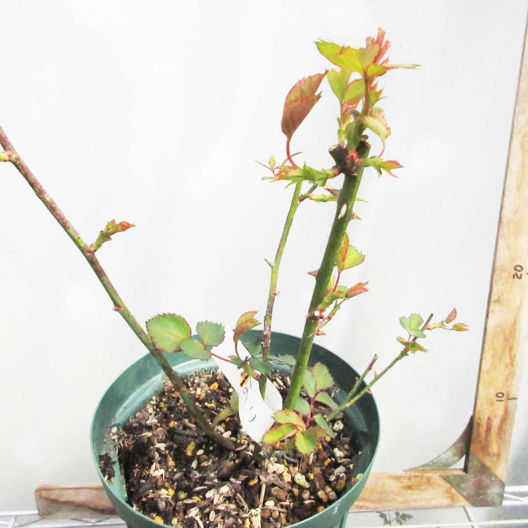 バラ苗　切り花品種　和薔薇　茶ベージュ　接木苗