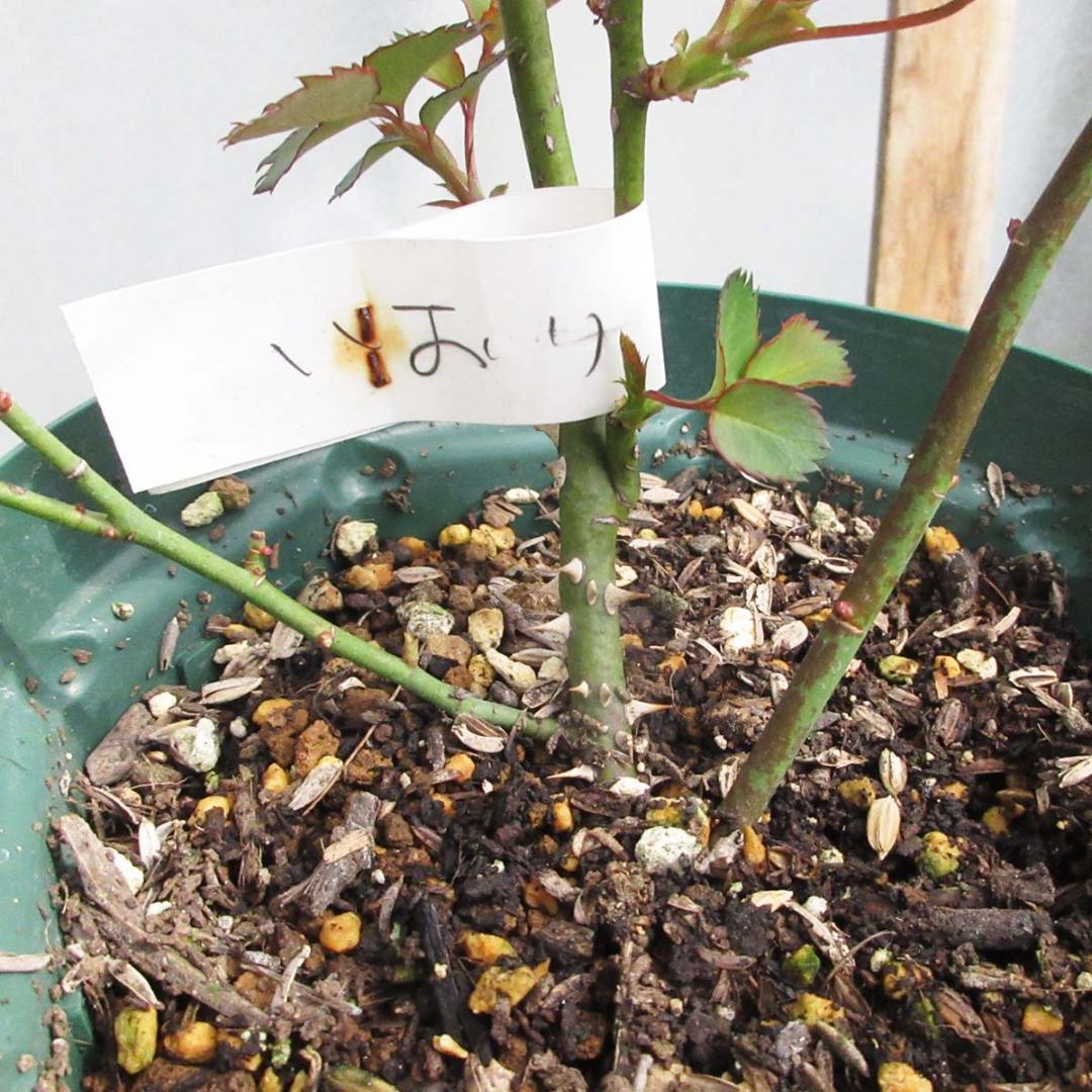 バラ苗　切り花品種　和薔薇　茶ベージュ　接木苗
