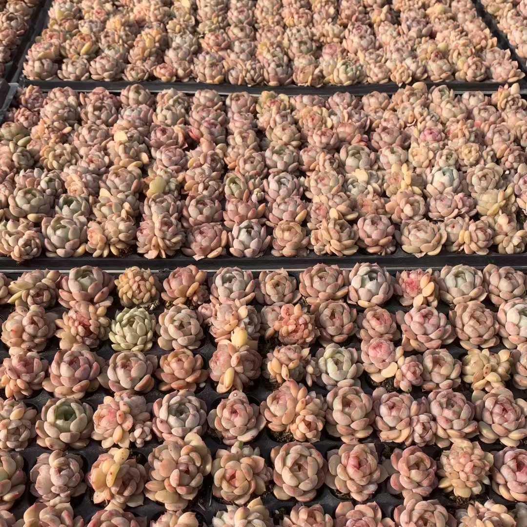 Top【選抜株】多肉植物　25443ドードー　105個 プラグトレー苗