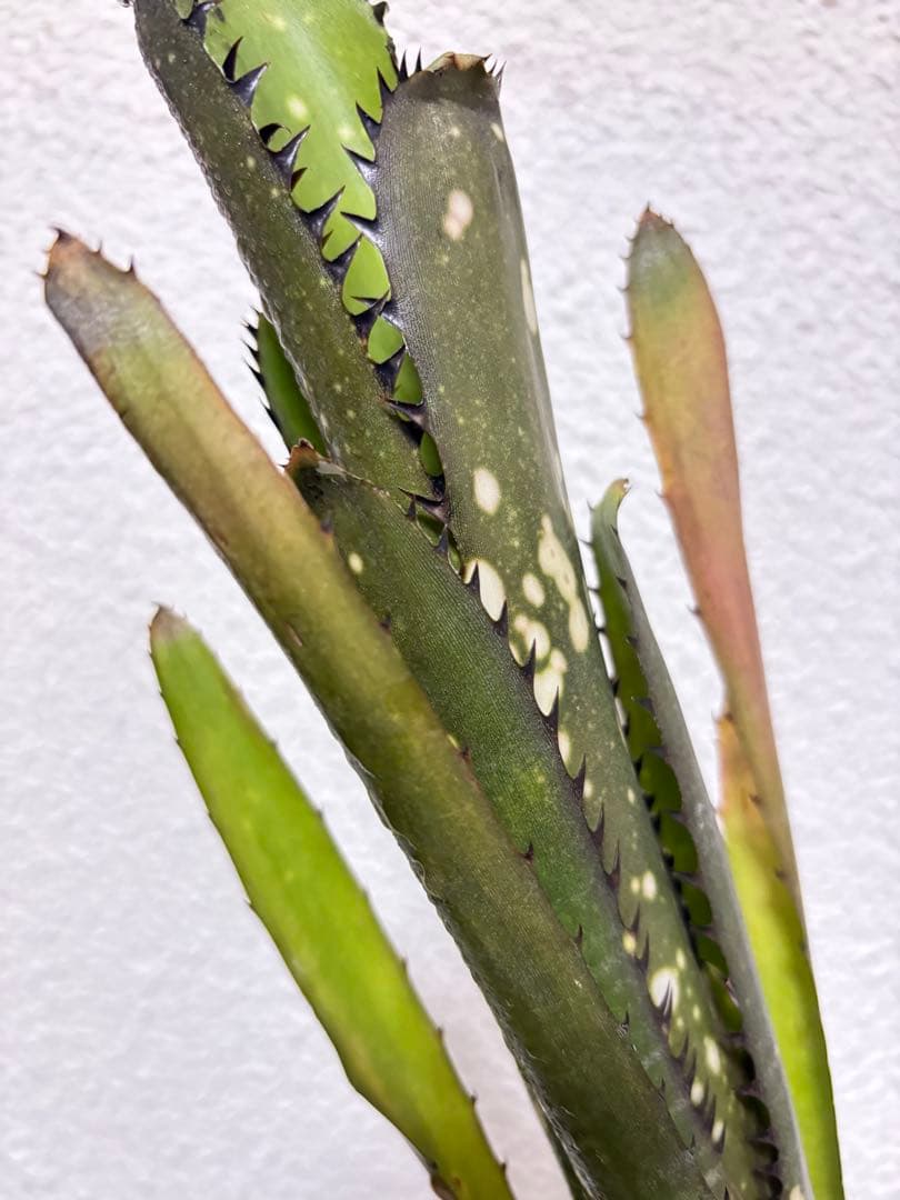 ブロメリア　billbergia over the moon
