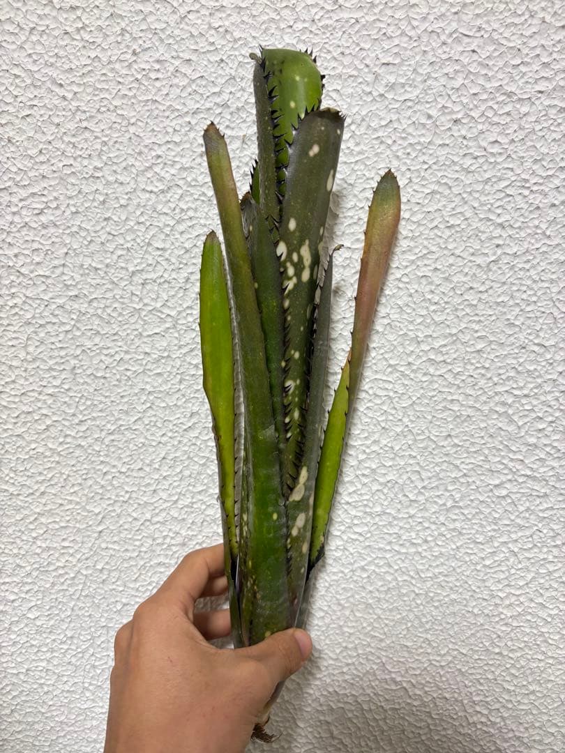 ブロメリア　billbergia over the moon