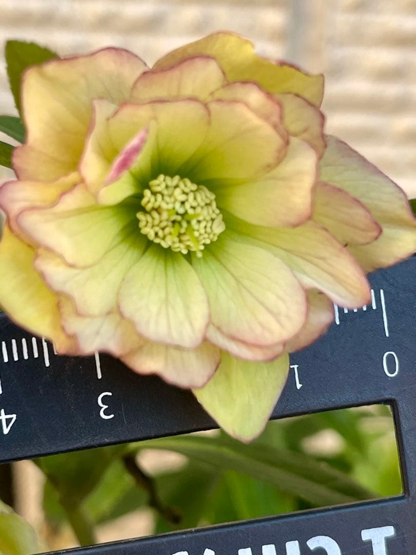 クリスマスローズ苗⭐️171 小輪ダブル咲　根っこ大