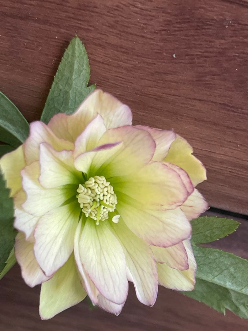 クリスマスローズ苗⭐️171 小輪ダブル咲　根っこ大