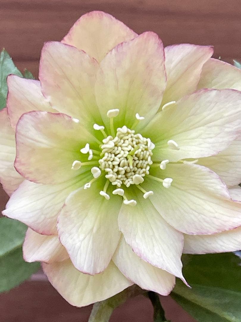 クリスマスローズ苗⭐️171 小輪ダブル咲　根っこ大