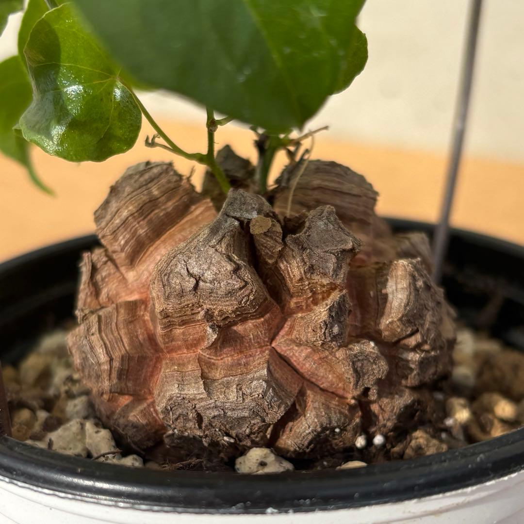 No.700 Dioscorea elephantipes アフリカ亀甲竜　実生