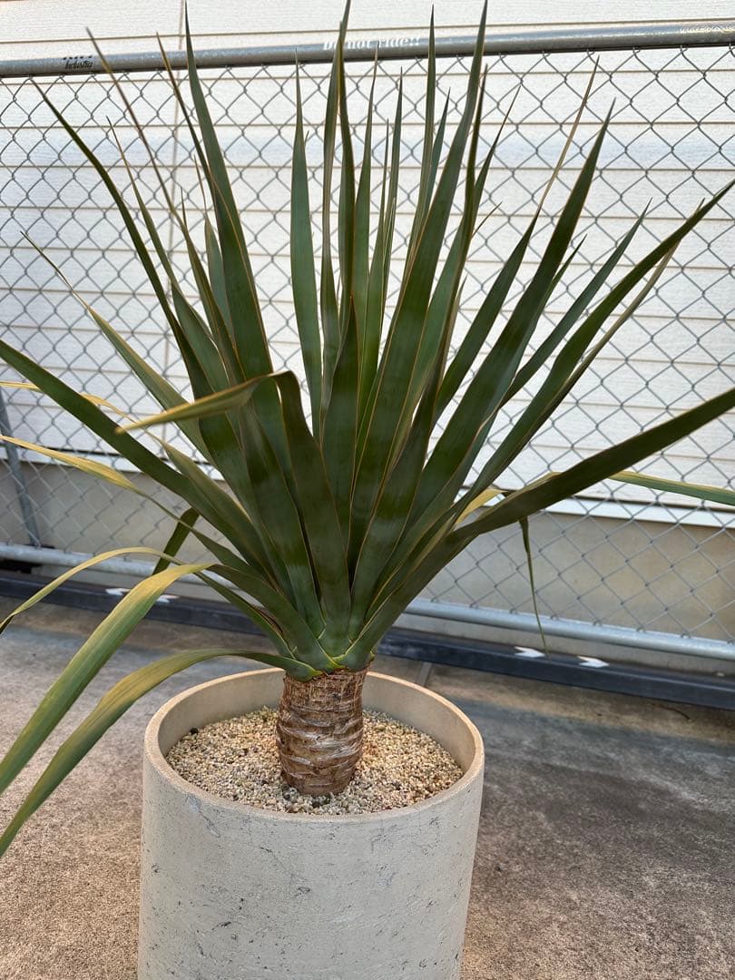 ドラセナ　ドラコ　実生　4年　極太　美株　ドラセナドラコ　外構　ドライガーデン