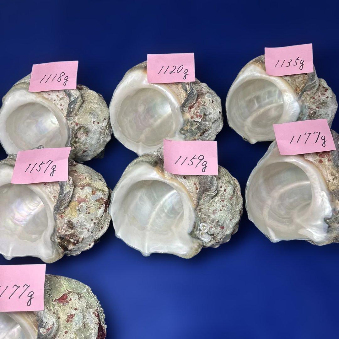 大型夜光貝　ヤコウ貝　まとめ売り　11個　　　12、5kg アクセサリー　ルアー