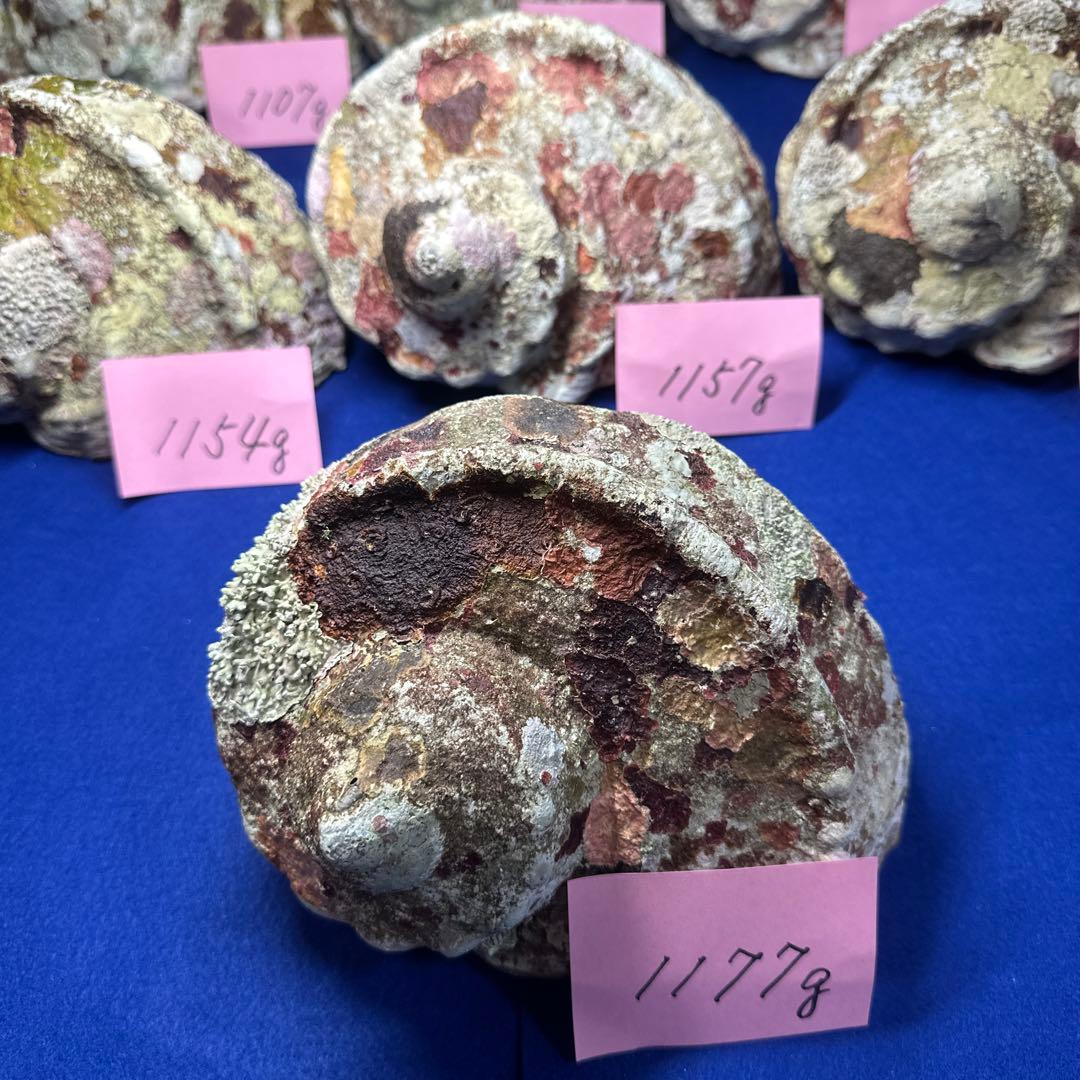 大型夜光貝　ヤコウ貝　まとめ売り　11個　　　12、5kg アクセサリー　ルアー
