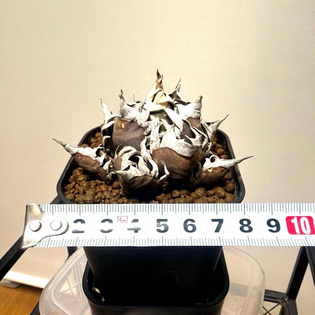 アガベ 鉢植発送 レッドキャット ゴリ猫極上血統 スペシャル個体 超特選